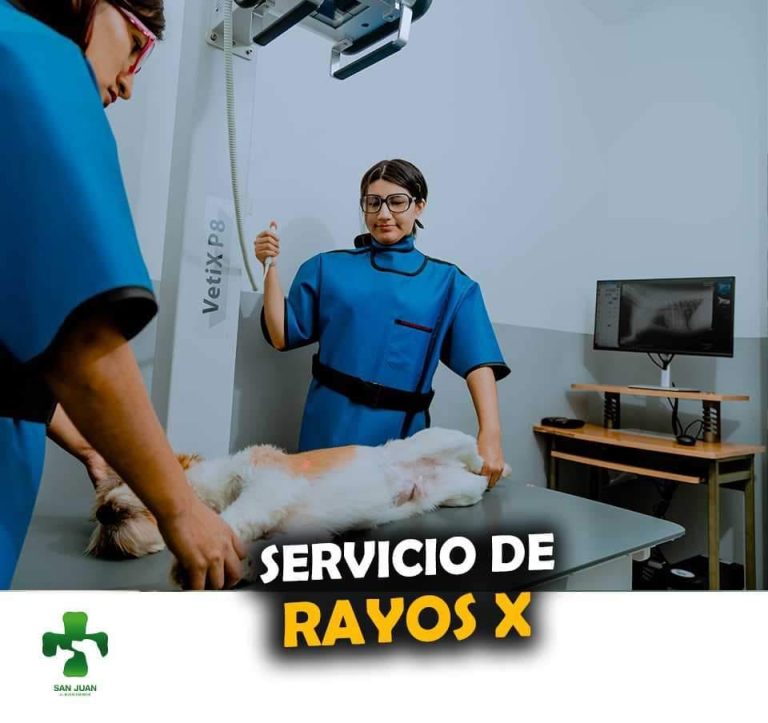 vet san juan 2