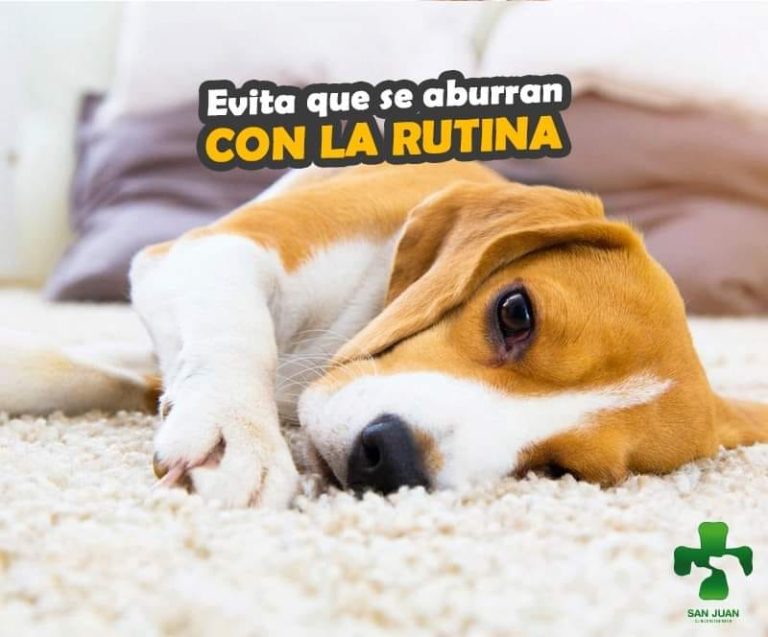 vet san juan