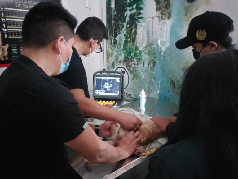 veterinaria don can 3