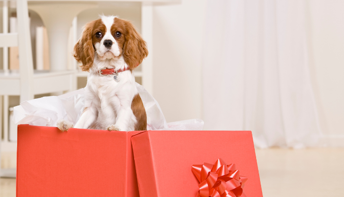 regalar una mascota puede ser un problema a largo plazo