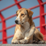 El día del perro sin raza nació para apreciar a estos animales