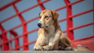 El día del perro sin raza nació para apreciar a estos animales