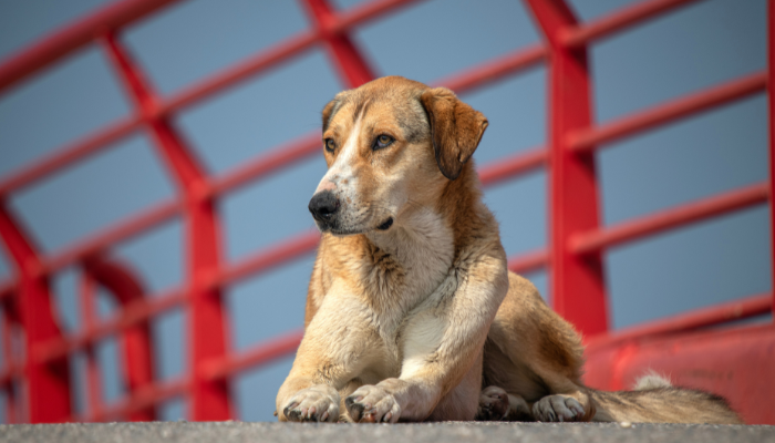 El día del perro sin raza nació para apreciar a estos animales