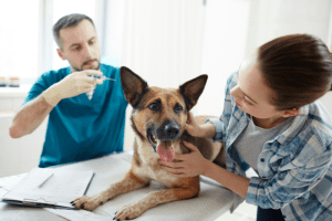 Vacunar a tu mascota es importante saber cuando empezar