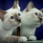 La clonación de mascotas puede traer a la vida a un gato