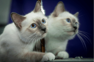 La clonación de mascotas puede traer a la vida a un gato