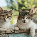 Los gatos machos vs gatos hembras ha sido una duda antes de adoptar