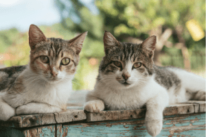 Los gatos machos vs gatos hembras ha sido una duda antes de adoptar