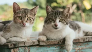 ir entre un gato macho y un gato hembra puede ser importante