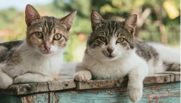 ir entre un gato macho y un gato hembra puede ser importante