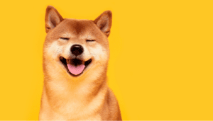 La raza de perro Shiba Inu tiene memes, criptomoneda y celebridades