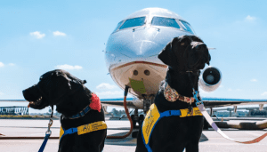 Desde Nueva York son posibles los vuelos para mascotas