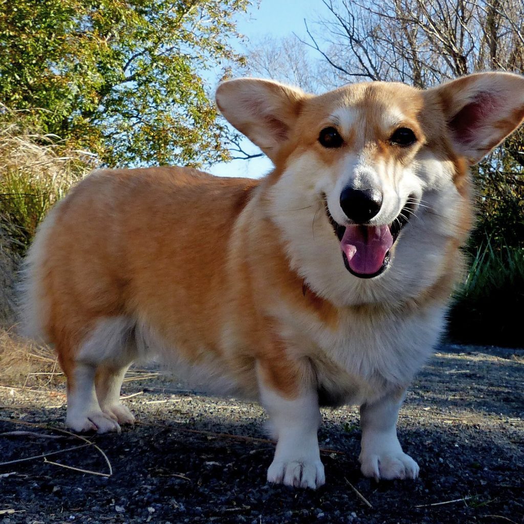 Una raza de perros para personas mayores es el Corgi