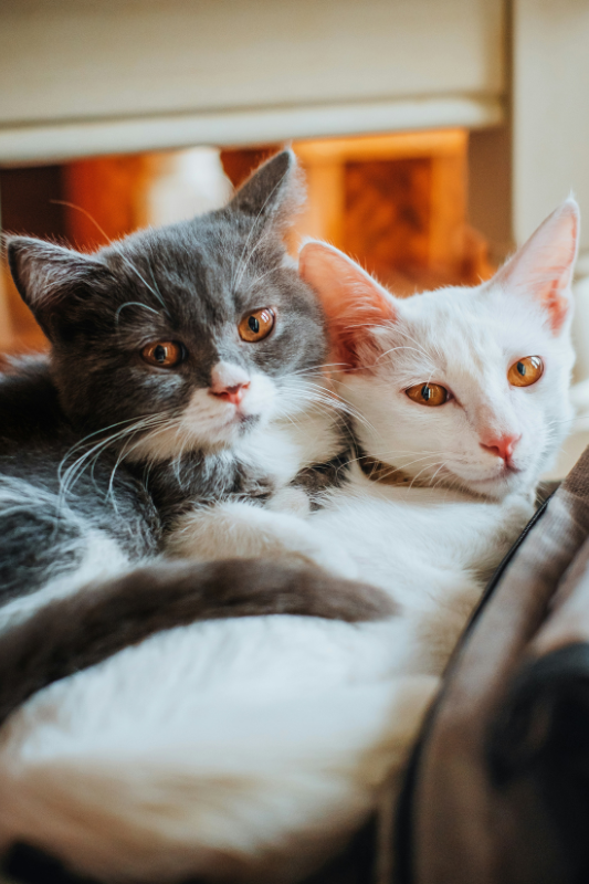 Diferencias entre gatos machos y hembras