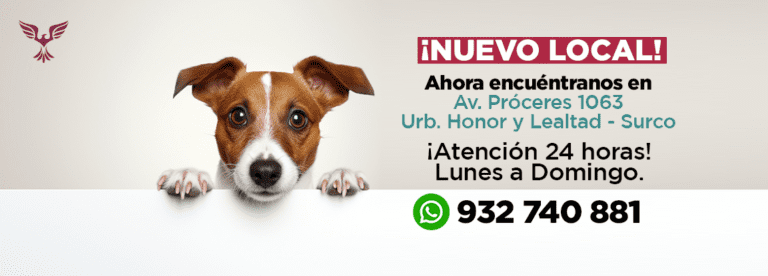 portada pt