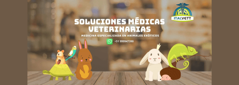 portada pt
