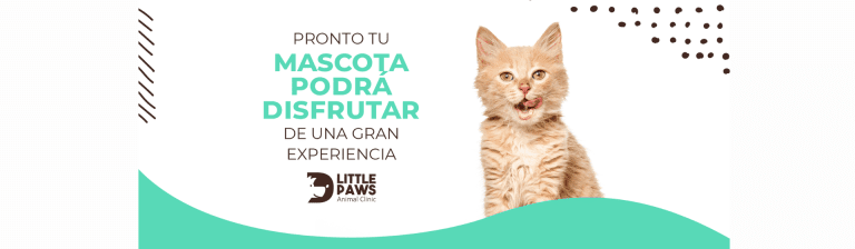 portada pt