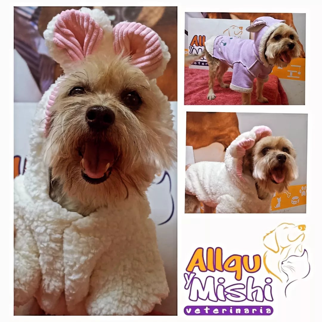 Allqu y Mishi