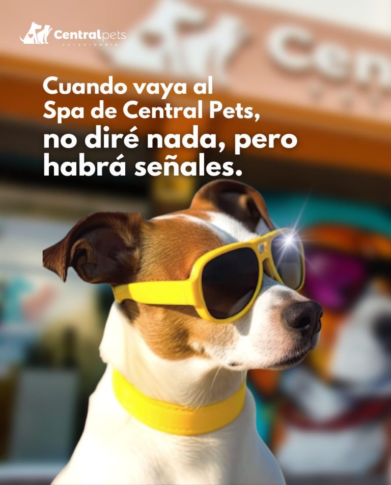 central pets 13 768x953