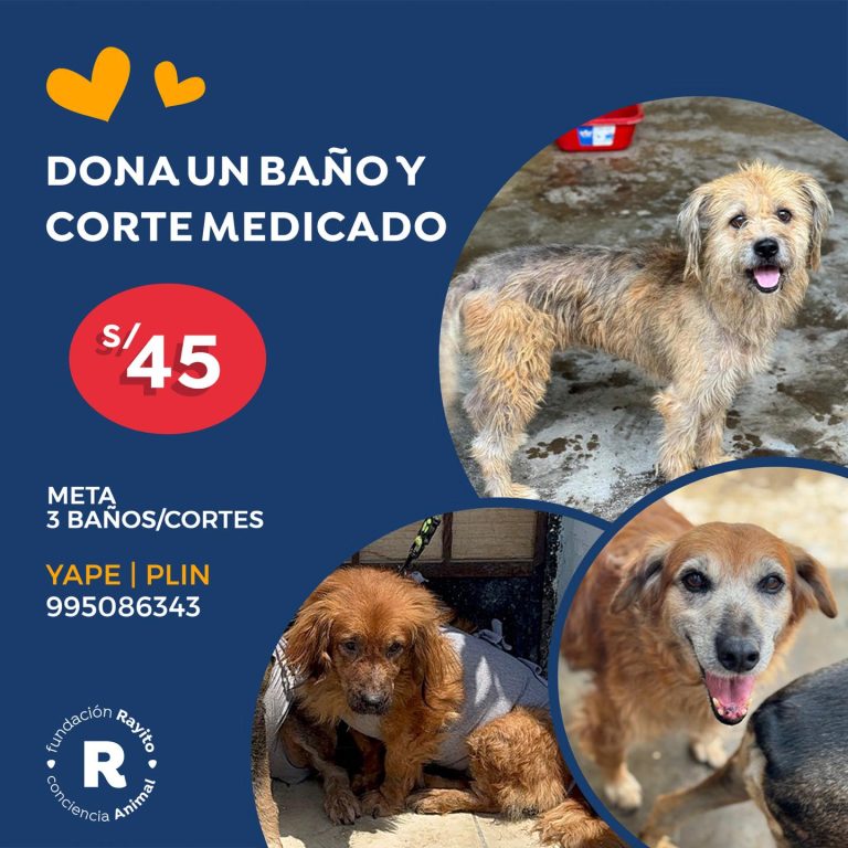 fundacion rayito 3 768x768