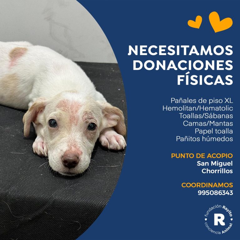 fundacion rayito 4 768x768