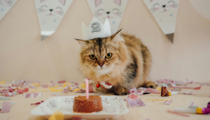 Puedes celebra la fiesta de cumpleaños para perros o para gatos