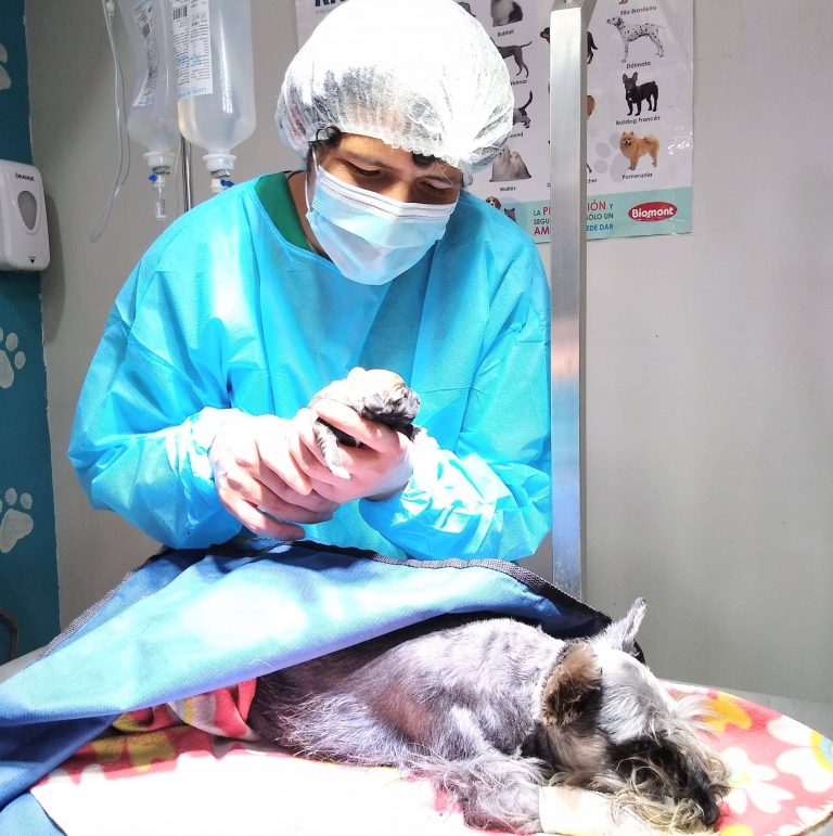 Veterinaria Sam Vet4