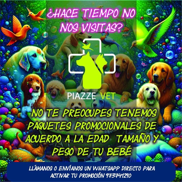 piazze vet 6 768x769