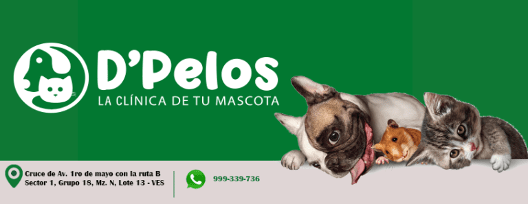 portada pt