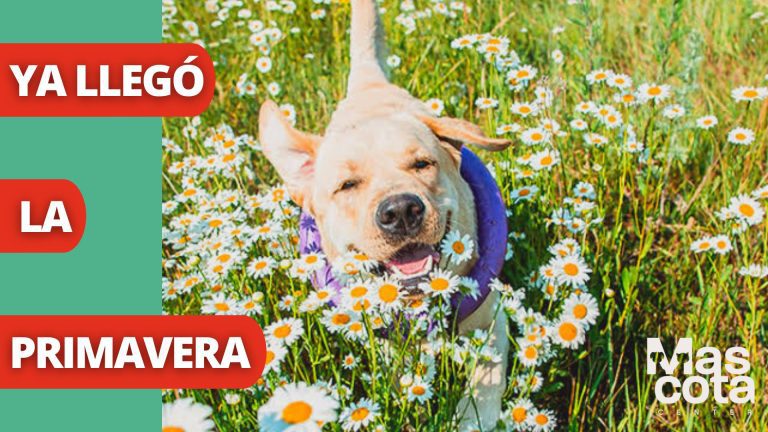 portada pt