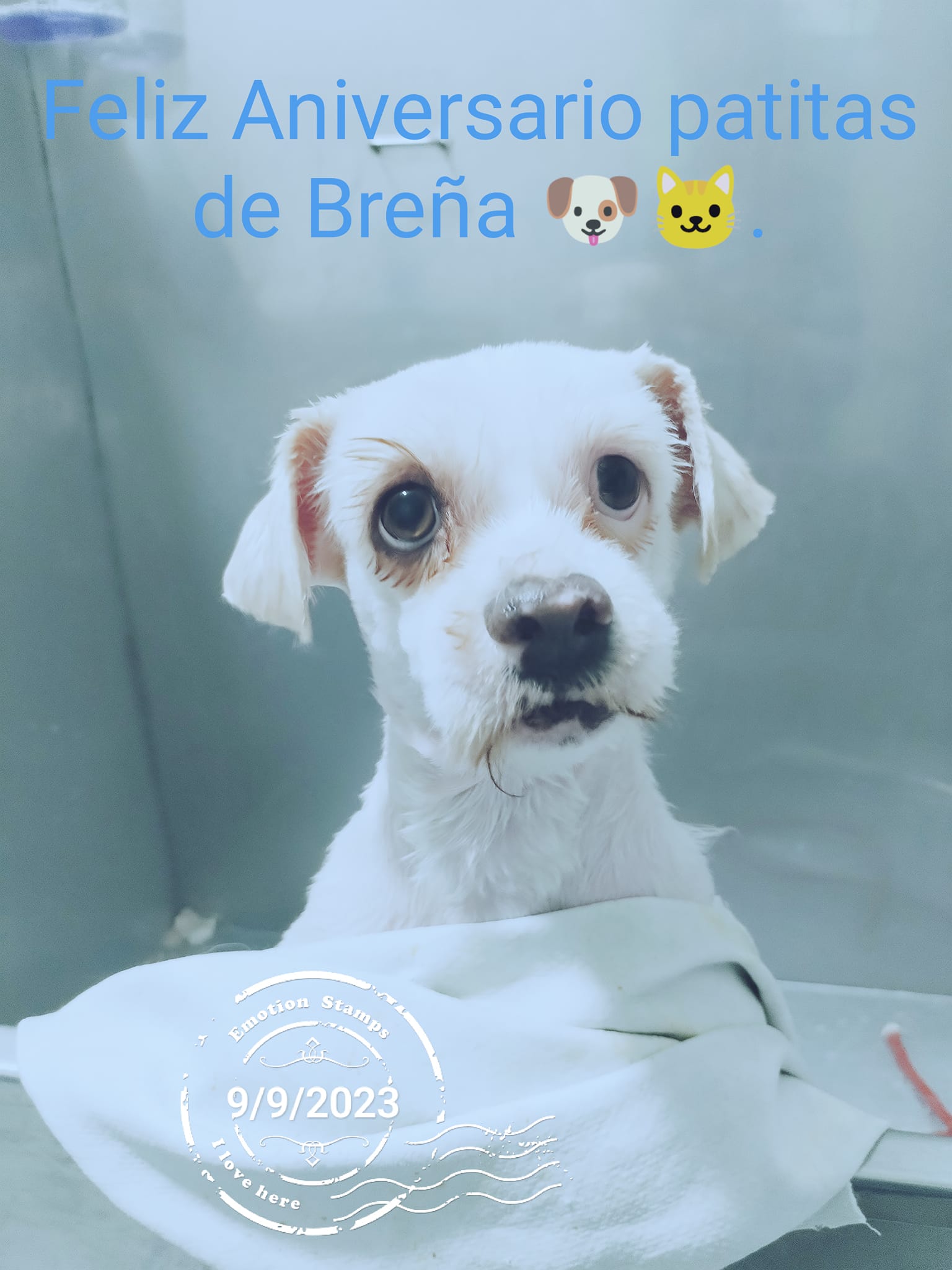Veterinaria Patitas de Breña