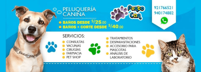 portada pt