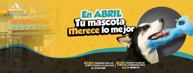 portada pt