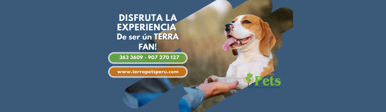 portada pt