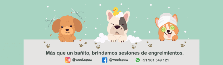 portada pt