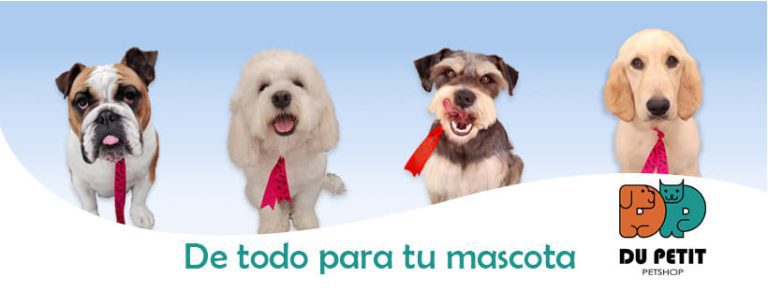 portada pt