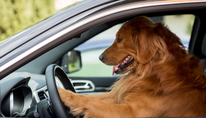 En Nueva Zelanda hay perros que manejan automóviles