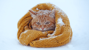 Algunos gatos en invierno necesitan protección