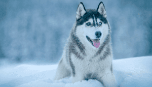 Un husky siberiano es una raza de perros que soporta el frío