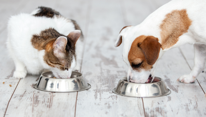 Hay que saber elegir entre comida caliente o comida fría para mascotas