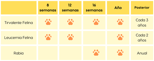 esquema de vacunación para gatos