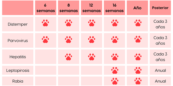 esquema de vacunación para perros