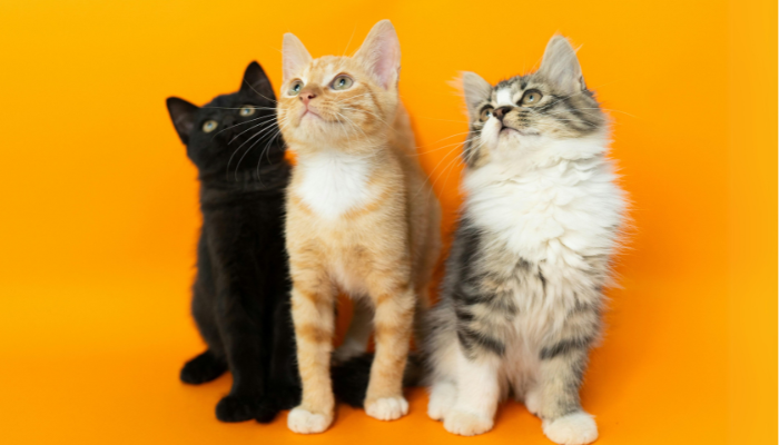 los gatos tricolores, naranjas o negros, pueden tener diversas personalidades