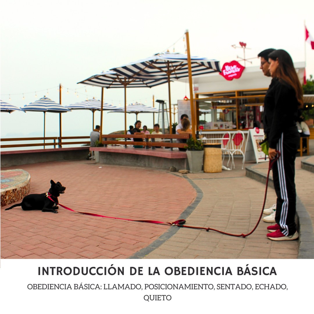 Centro de Salud Emocional Supdog