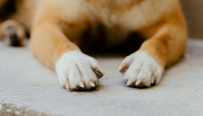 El corte de uñas de los perros es importante para su salud y bienestar