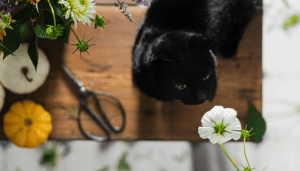 Algunas plantas son tóxicas para perros y para gatos