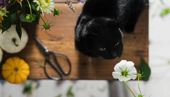 Algunas plantas son tóxicas para perros y para gatos