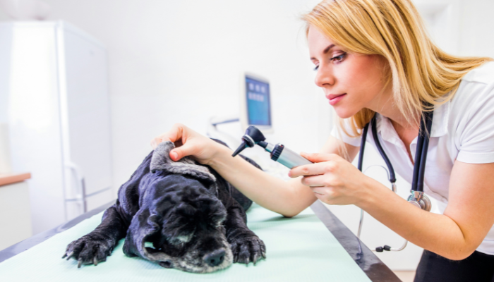 el Veterinario para tus mascotas debe ofrecer comodidad, sinceridad y personalización