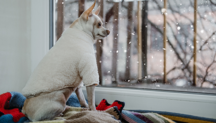 Los perros pequeños pueden verse afectados por el frio