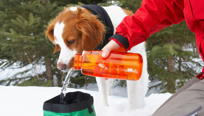 dale de comer a tu perro para combatir el frío es una decisión muy importante